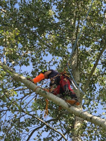 démontage abattage taille élagage arboriste Arboriste-grimpeur Harmonie des Arbres en plein élagage à Gueugnon.