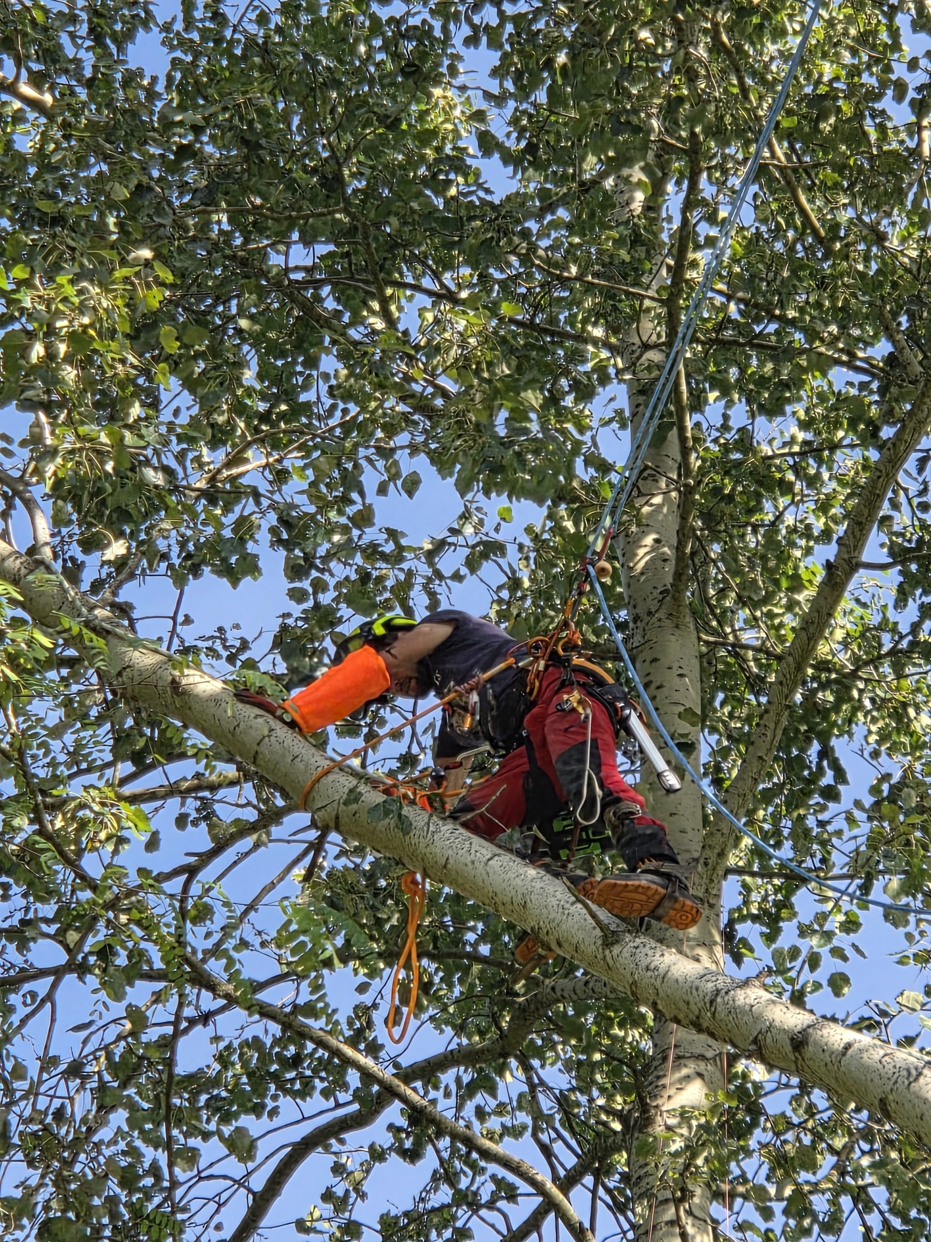 Arboriste-grimpeur Harmonie des Arbres en plein élagage à Gueugnon.