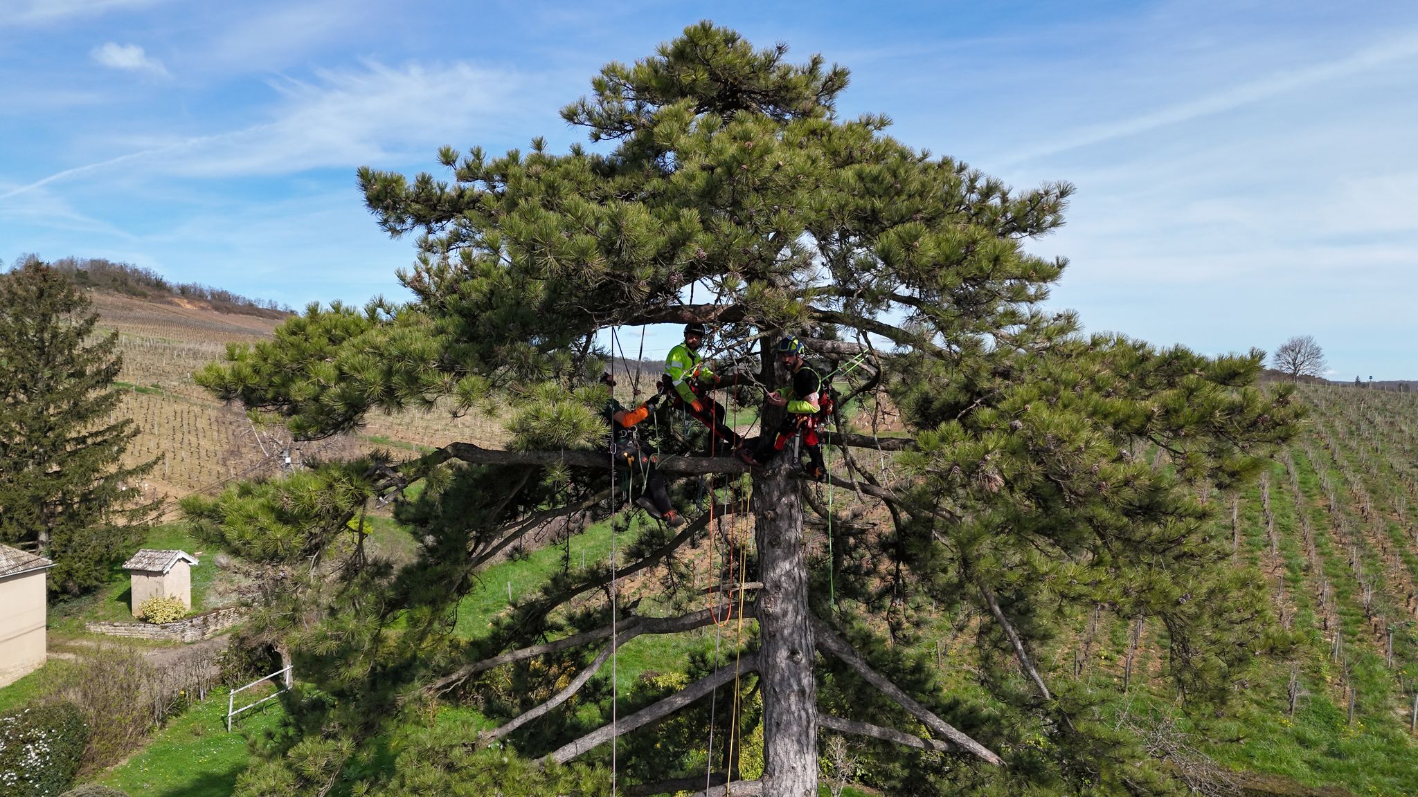 Intervention professionnelle d'un arboriste-grimpeur à Gueugnon pour la taille d'un grand arbre