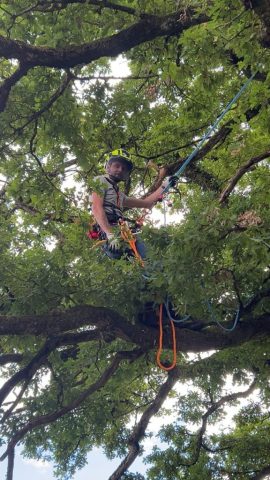 Équipement de sécurité professionnel et harnais pour les travaux d'élagage en hauteur Équipement de sécurité professionnel et harnais pour les travaux d'élagage en hauteur