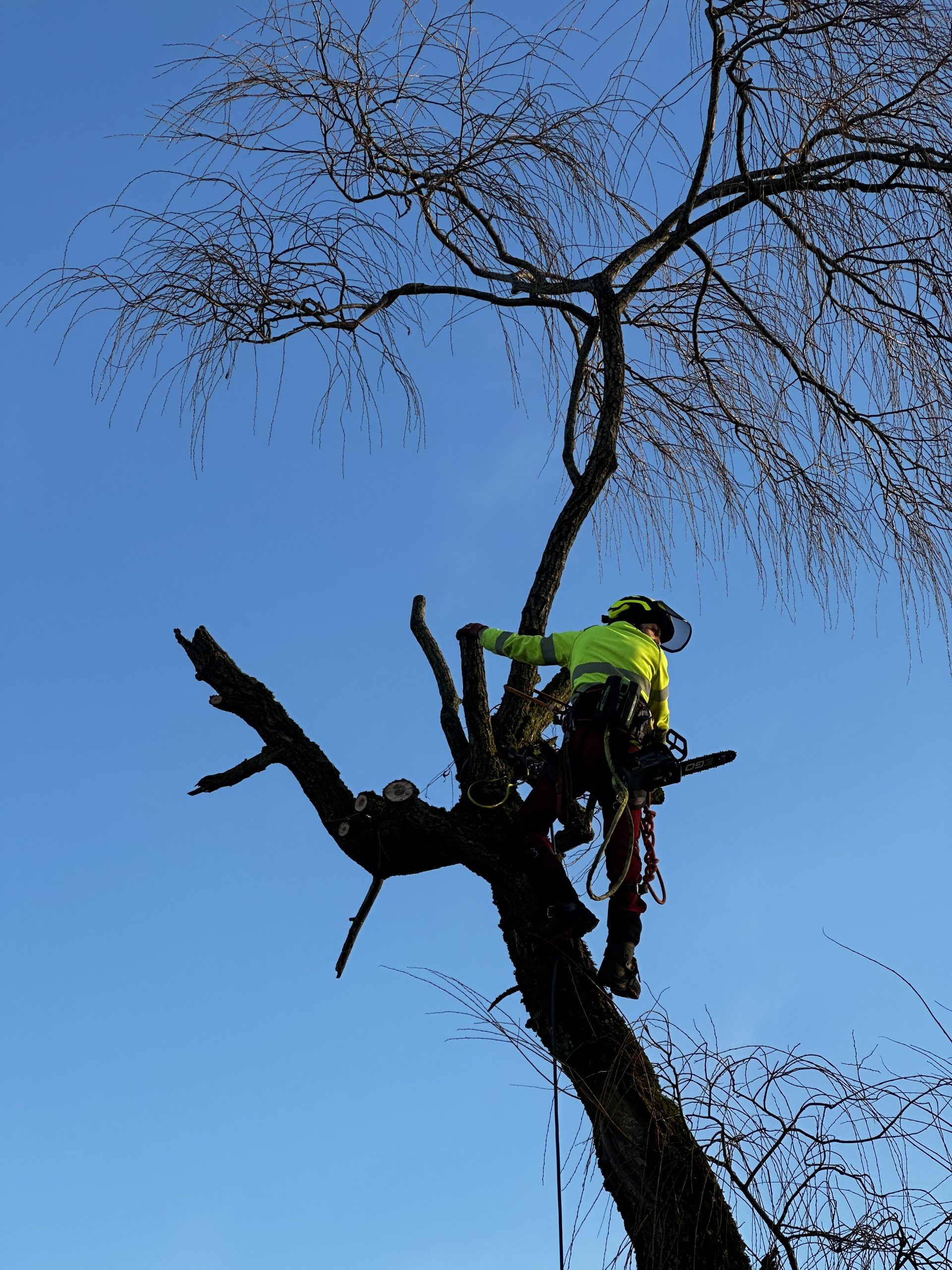 Travaux d'élagage à Gueugnon - taille raisonnée