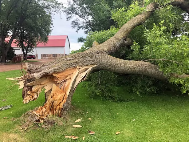 arbre cassé tempete urgence