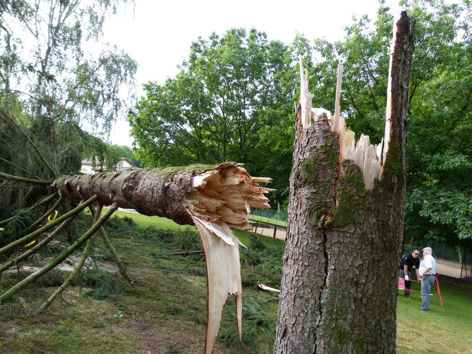 urgence-élagage et abattage à paray-le-monial-arbre-dangereux.jpg