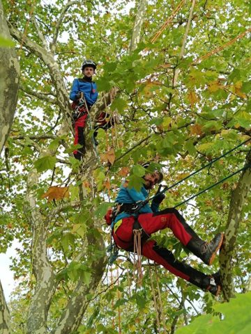 Expertise en taille et soin des arbres par un arboriste-grimpeur à Gueugnon Expertise en taille et soin des arbres par un arboriste-grimpeur à Gueugnon
