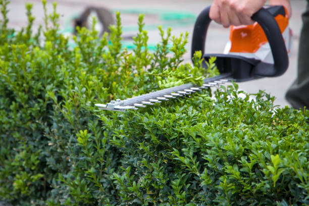 Entretien de jardin et plantation à Digoin