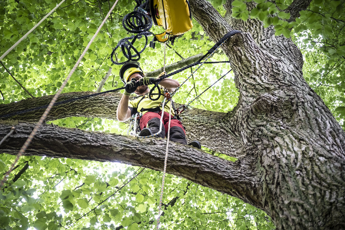 systeme permettant au hauban de grandir avec l arbre