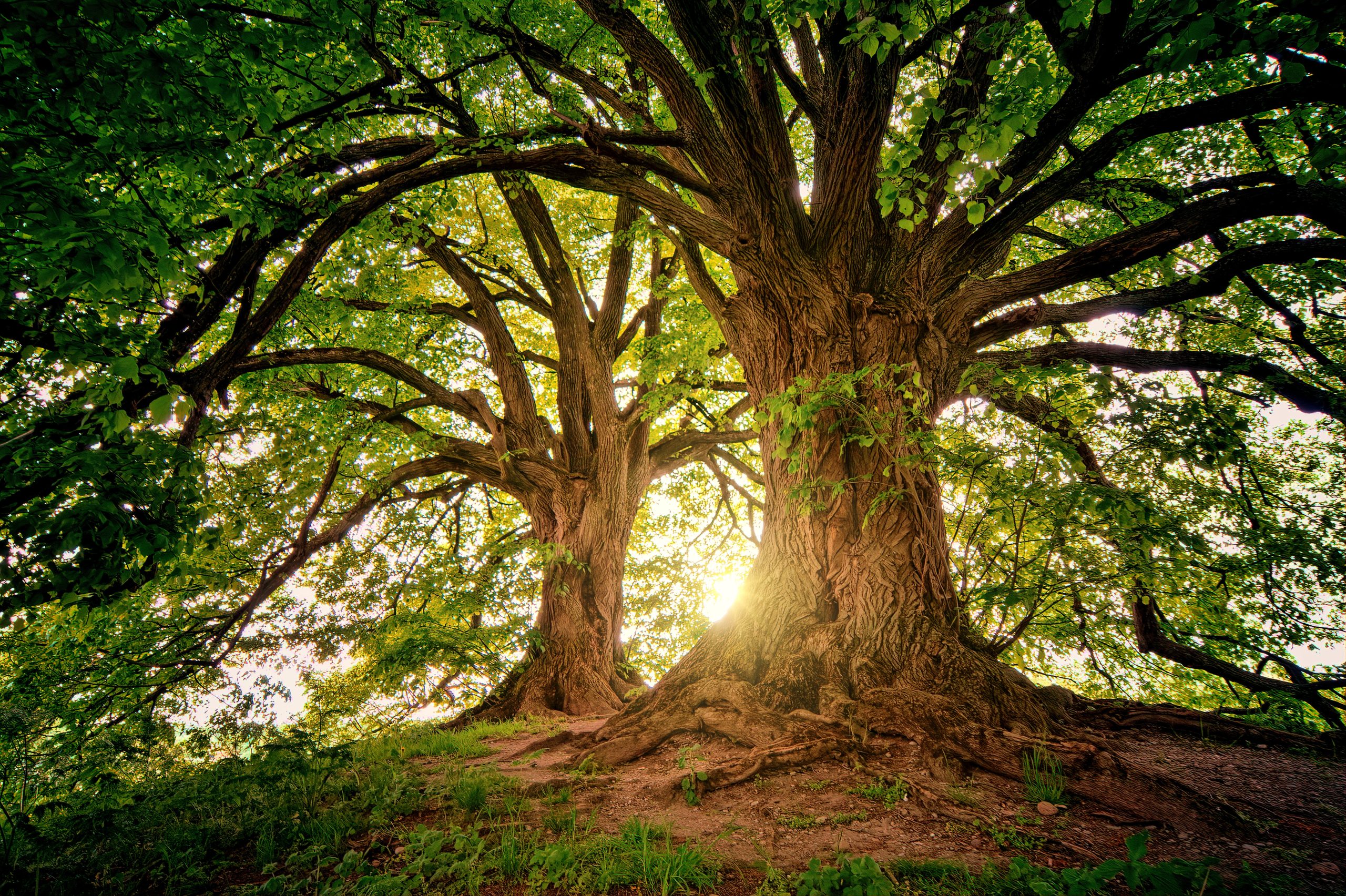 Exemple de taille raisonnée respectant la santé et l'esthétique de l'arbre