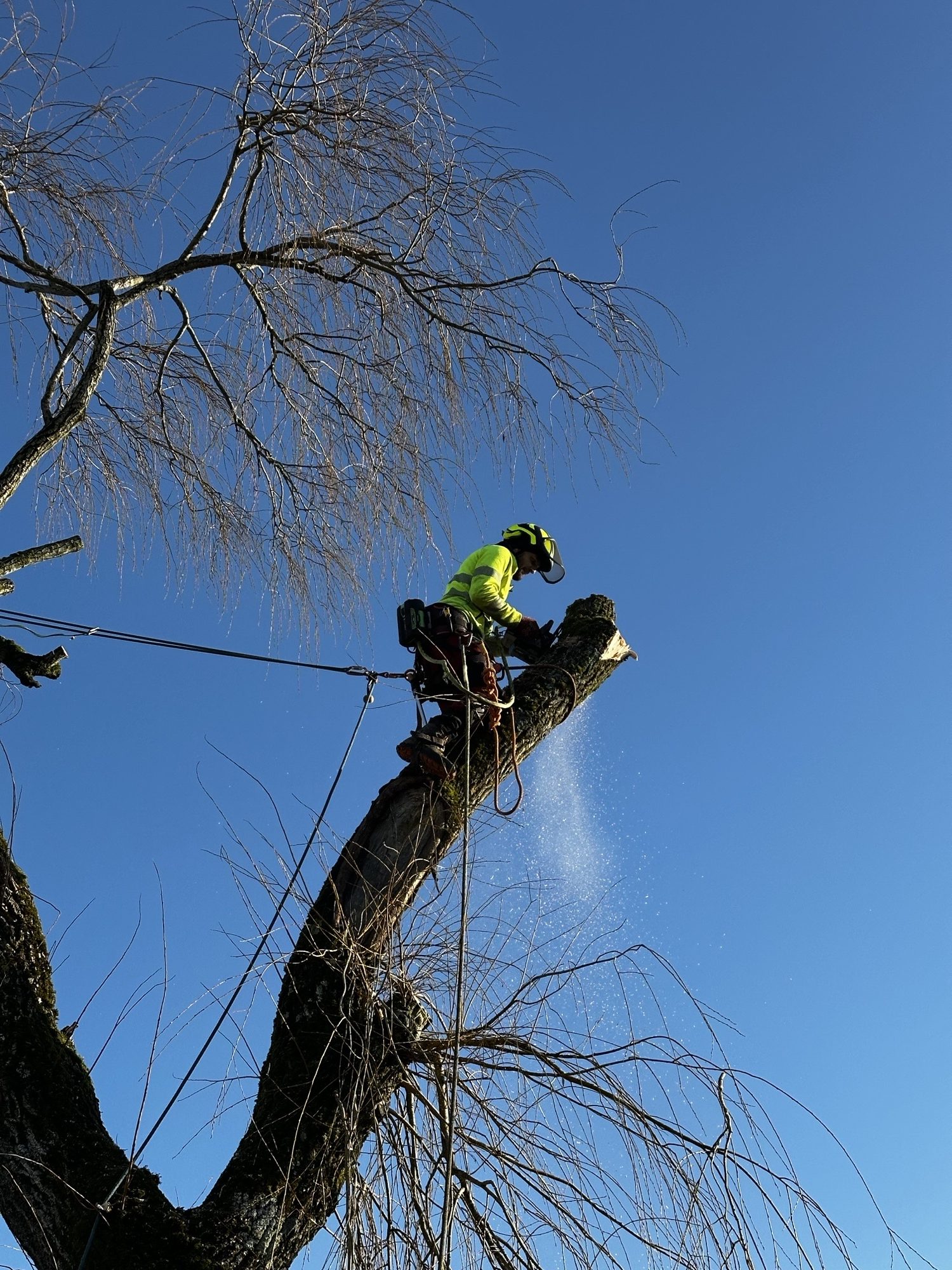 Taille raisonnée par Harmonie des Arbres à Paray-le-Monial