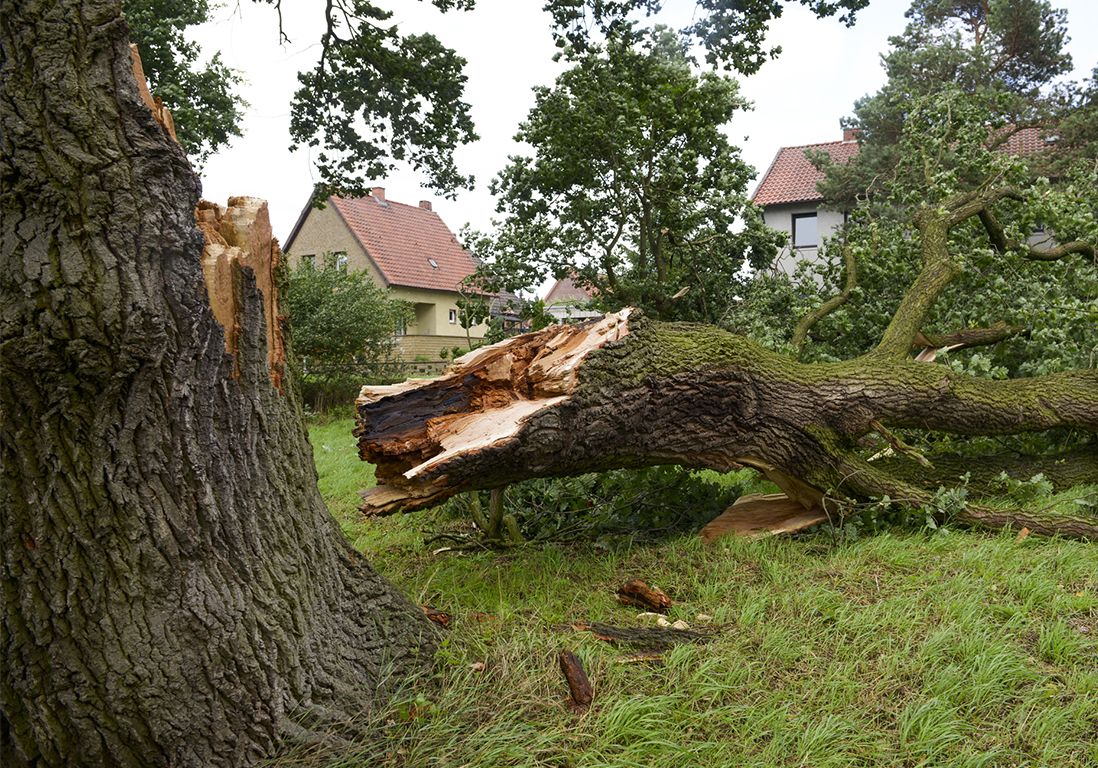 intervention d'urgence 7j7 après intempéries pour la sécurisation d'arbres dangereux ou cassés par le vent à luzy.