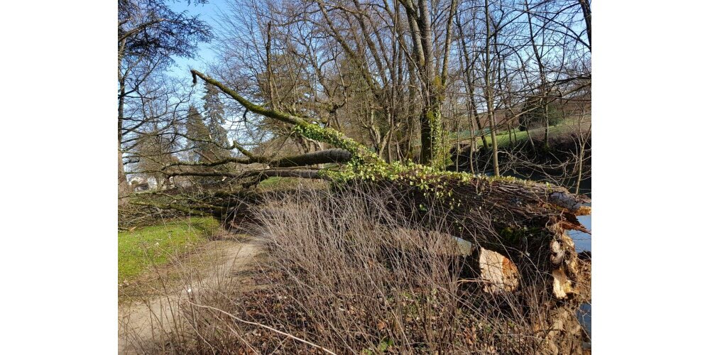 intervention d'urgence après intempéries pour la mise en sécurité d'arbres dangereux et cassés à blanzy 71
