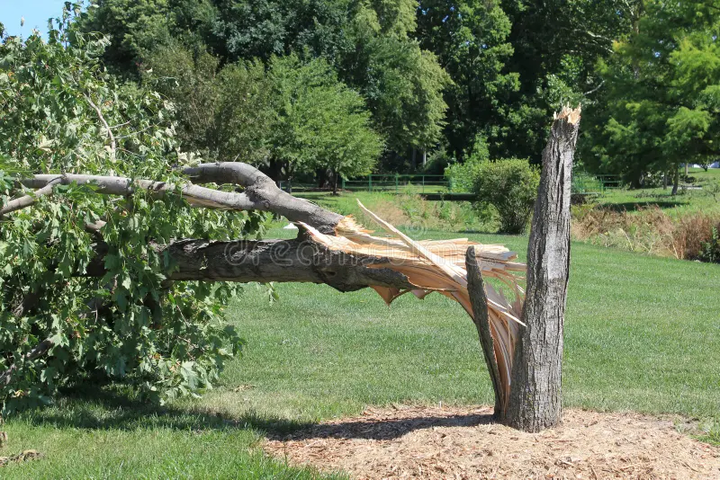 intervention d'urgence sept jours sur sept pour la mise en sécurité d'arbres dangereux après tempête à sanvignes les mines.