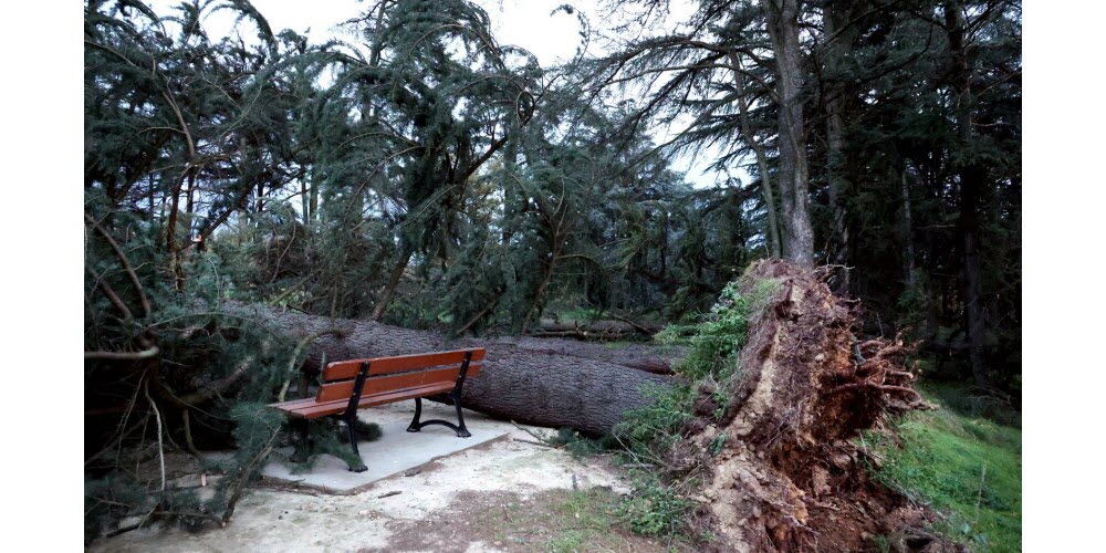 intervention d'urgence sept jours sur sept pour sécuriser un arbre dangereux après une tempête à marcigny.