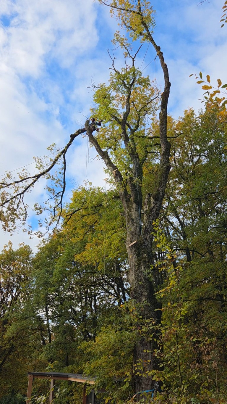 abattage par demontage arboriste grimpeur (12) (moyen)