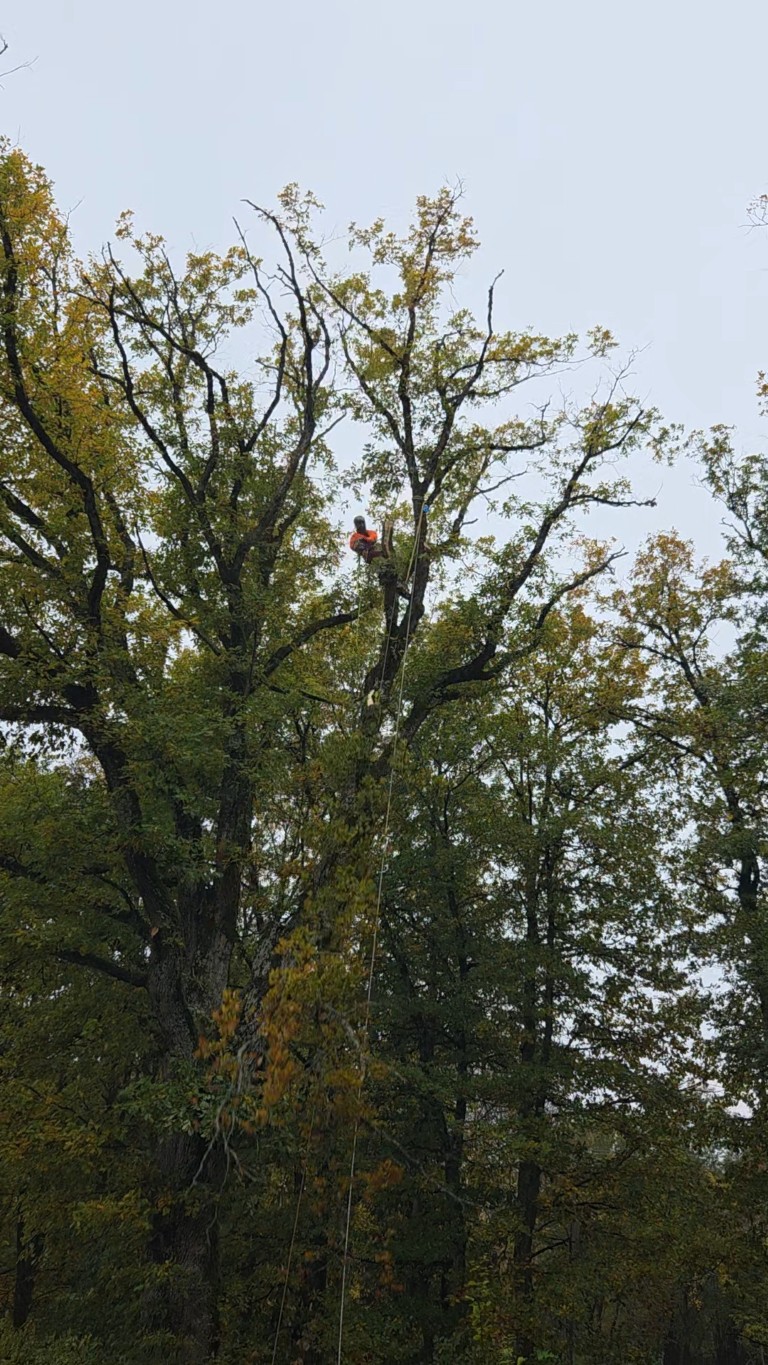 abattage par demontage arboriste grimpeur (4) (moyen)