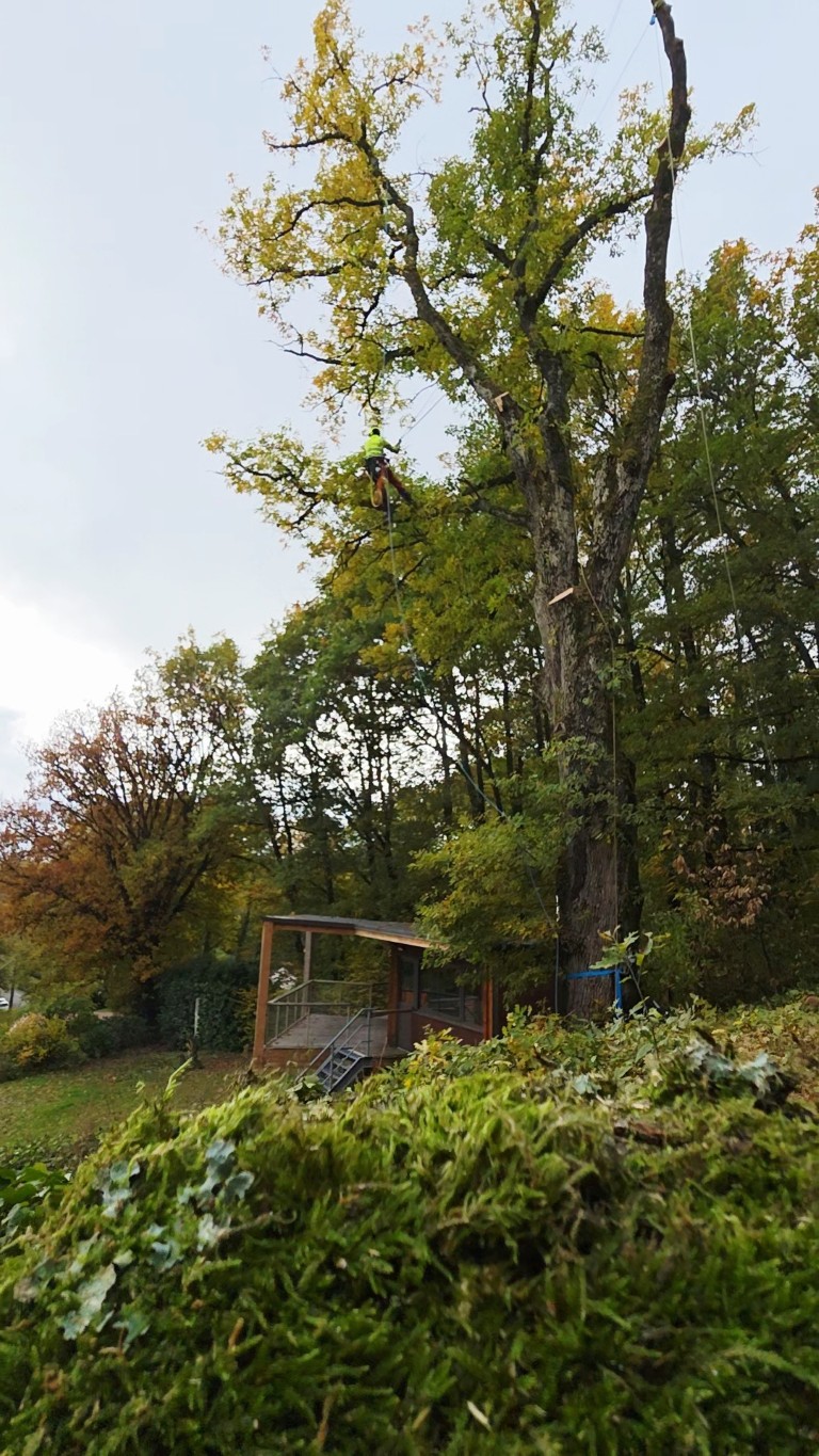 abattage par demontage arboriste grimpeur (8) (moyen)