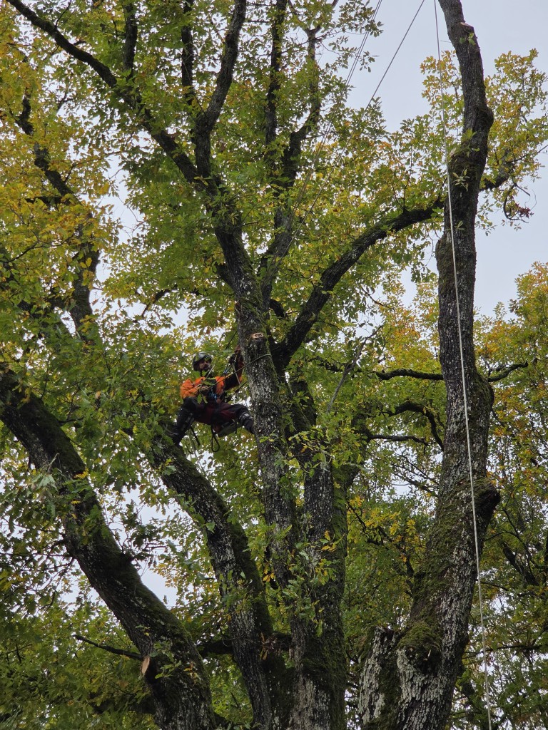 abattage par demontage arboriste grimpeur (1) (moyen)