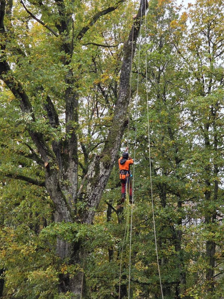 abattage par demontage arboriste grimpeur (5) (moyen)
