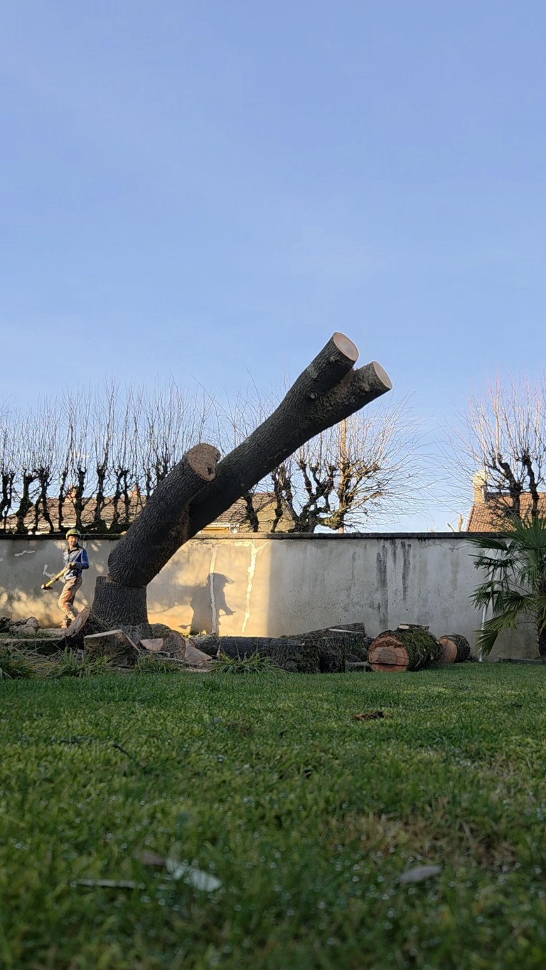 arboriste qualifie demontage arbres (1) (moyen)