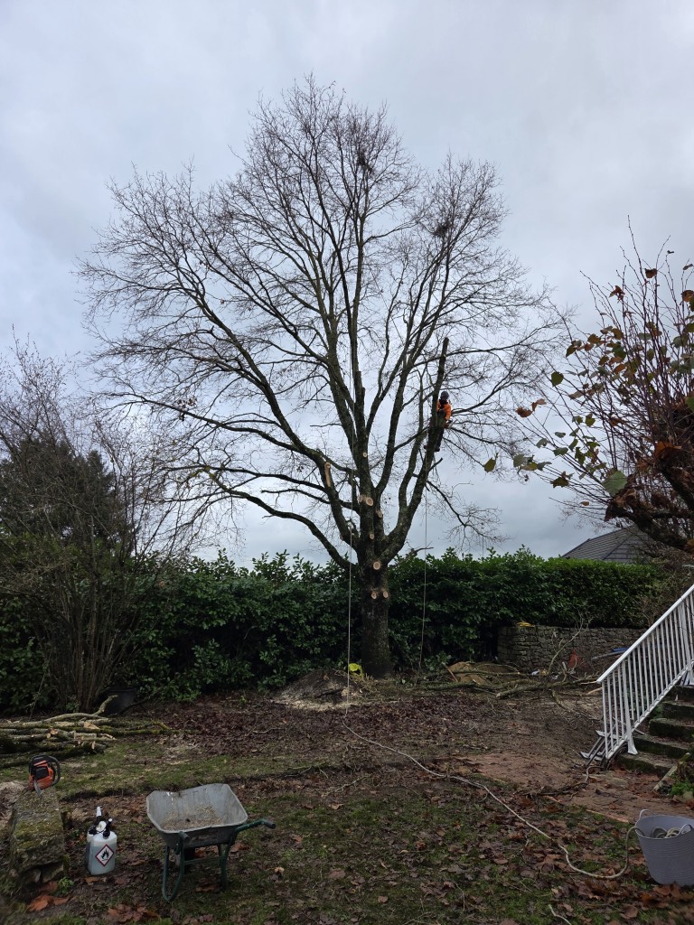 chantier abattage par demontage 71 (3) (moyen)