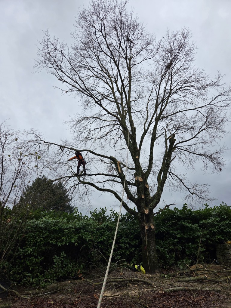chantier abattage par demontage 71 (4) (moyen)