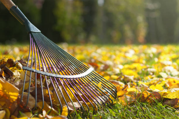 Entretien de jardin et crédit d'impôt 50 pour cent à Autun - Harmonie des Arbres.