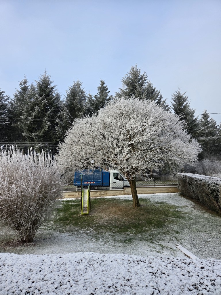 harmonie des arbres taille ornementale securisee (8) (moyen)
