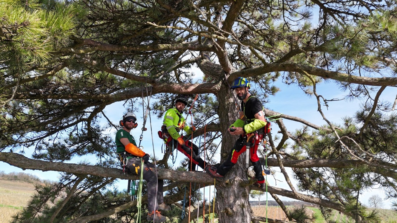 intervention abattage difficile arboriste (2) (moyen)