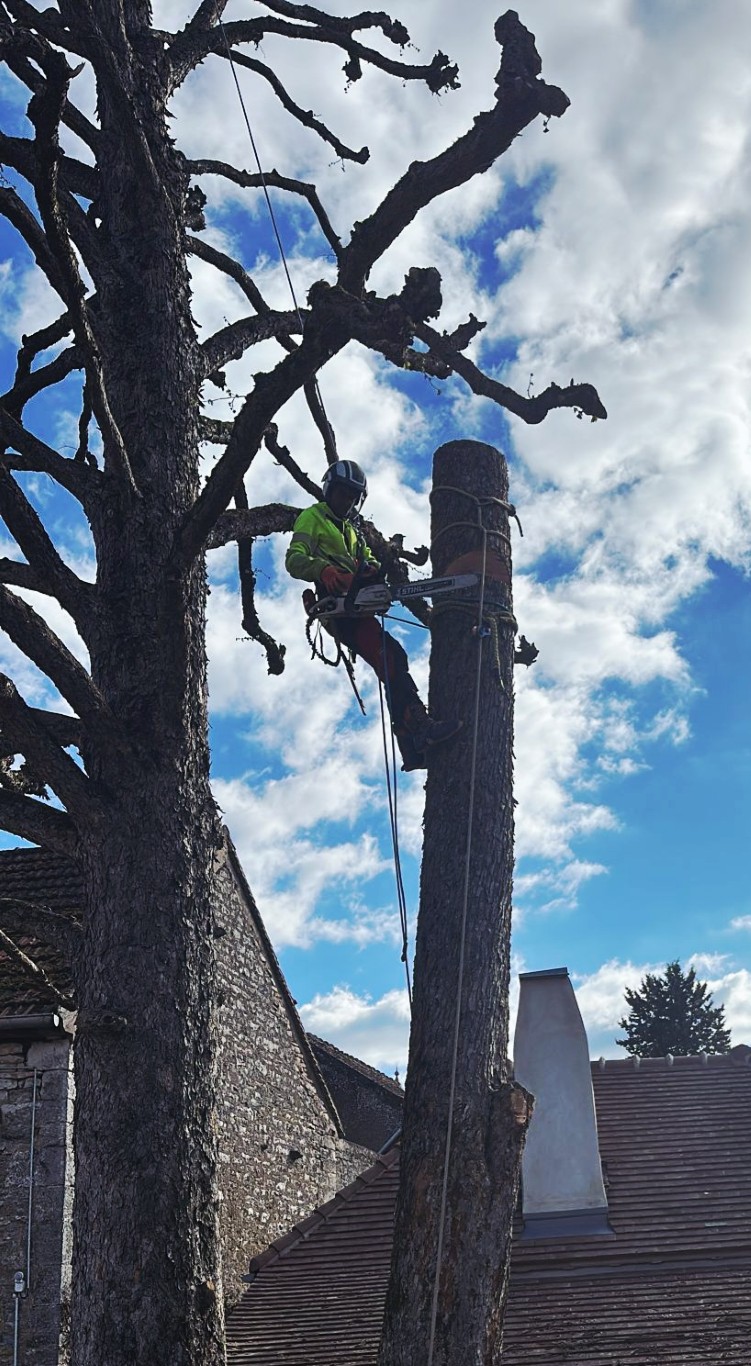 intervention abattage difficile arboriste (3) (moyen)