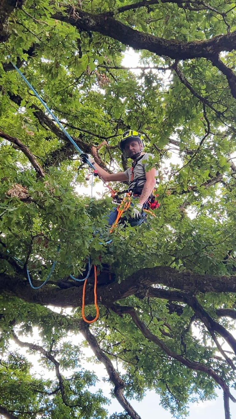 intervention abattage difficile arboriste (4) (moyen)