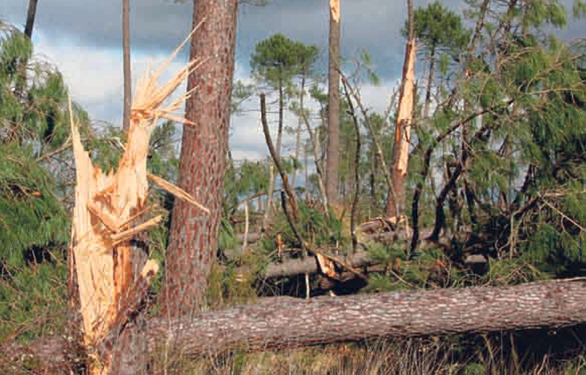 Intervention rapide après intempéries pour la mise en sécurité d'arbres à Sanvignes-les-Mines.